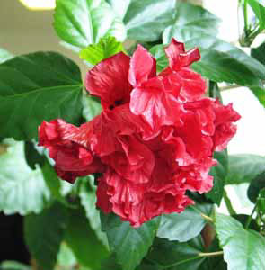 Растения Китайская Роза Фото